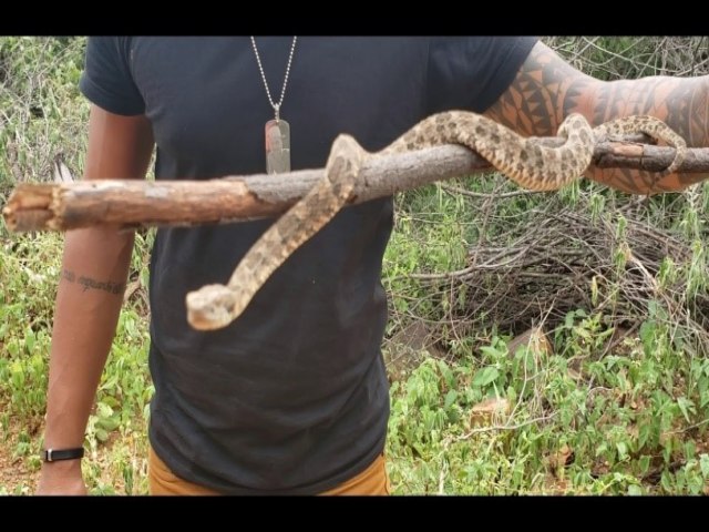 Adolescente morre aps ser picado por cobra venenosa em SC