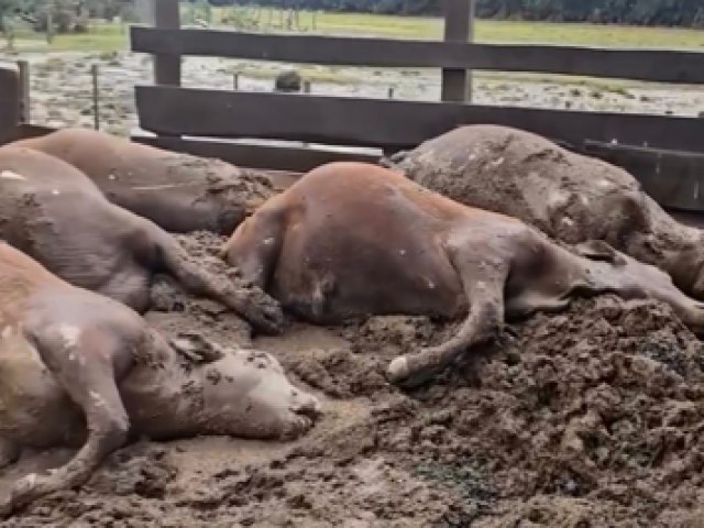 Cena forte: produtores rurais enfrentam perdas devastadoras no RS