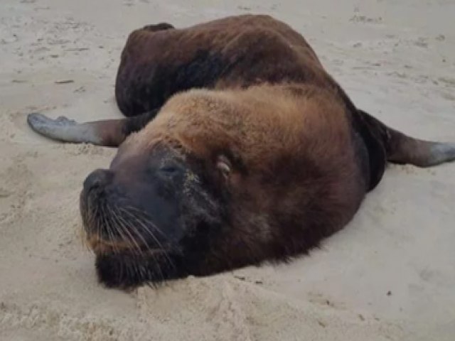 Leo-marinho  encontrado em praia de Imbituba, mas falece antes mesmo do resgate