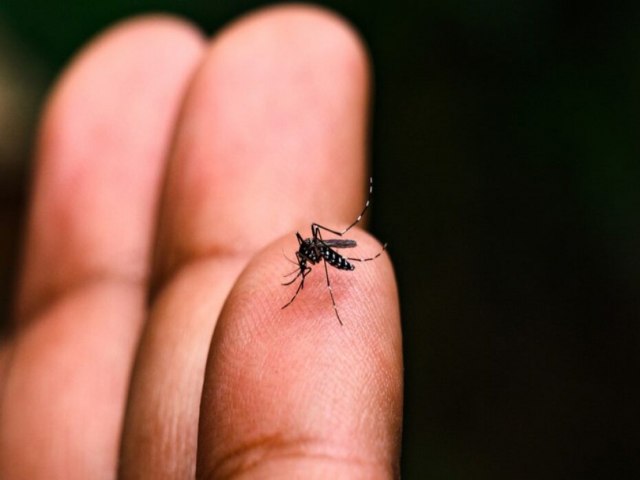 TCE/SC cobra cidades da regio plano de contingncia para enfrentamento da dengue