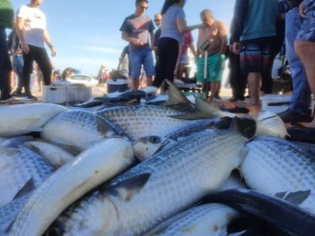 Pesca da tainha  proibida menos de um ms aps o incio da safra