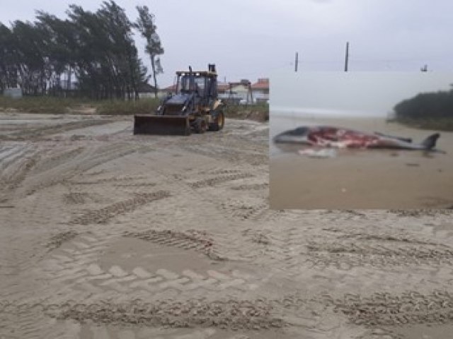 Aps polmica, carcaa de baleia  enterrada na Praia do Campo Bom, em Jaguaruna 