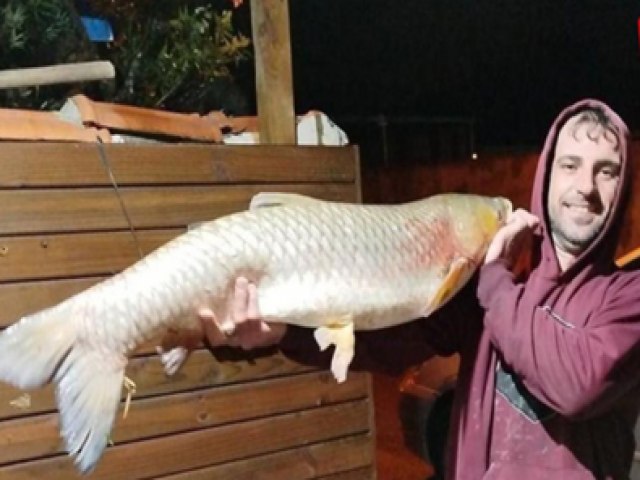 Gravatal: Pescador captura carpa de 11,5 quilos no Rio da Ilhota 