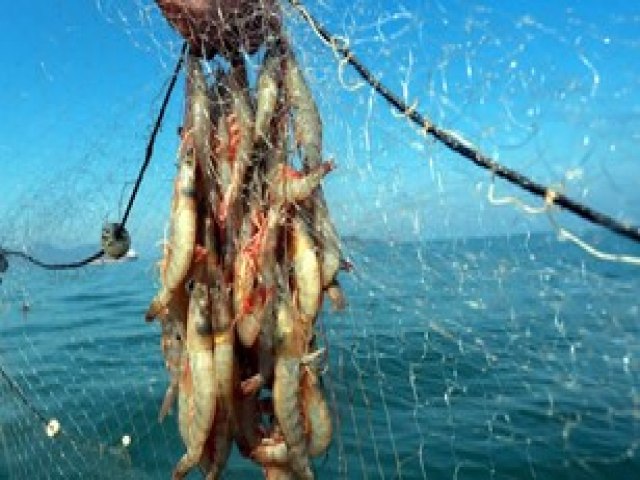 Pesca do camaro est proibida nas lagoas do Imaru, Santo Antnio e outras