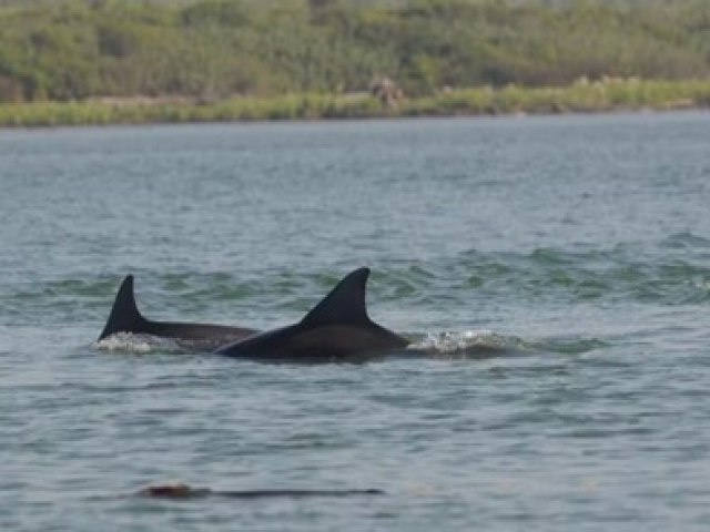 Boto que auxilia pescadores reaparece depois de 20 anos em SC