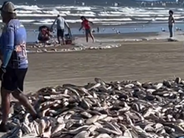 Cerca de uma tonelada de corvina  pescada na Praia do Gi, em Laguna