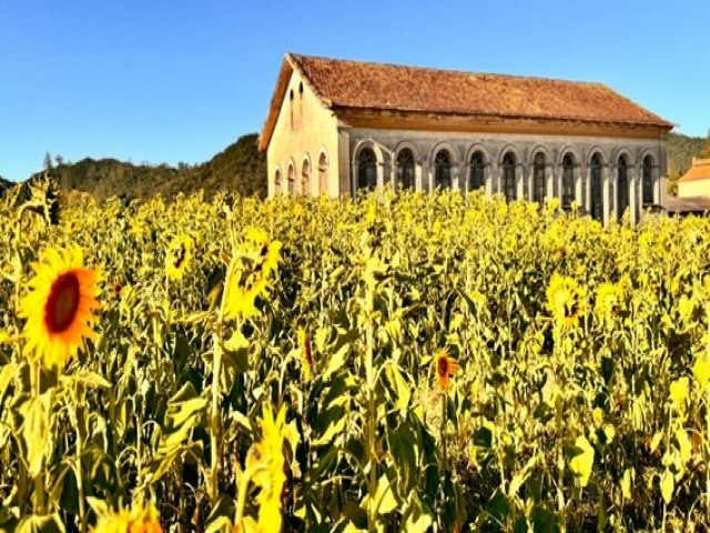 CAMPO DE GIRASSIS VOLTA A FLORIR EM PEDRAS GRANDES