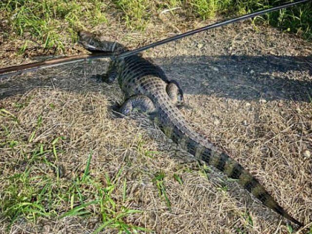 Jacar de dois metros  encontrado em frente  residncia em Tubaro