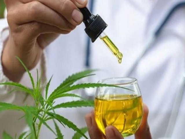 Tubar�o recebe Semin�rio Regional sobre uso medicinal da Cannabis