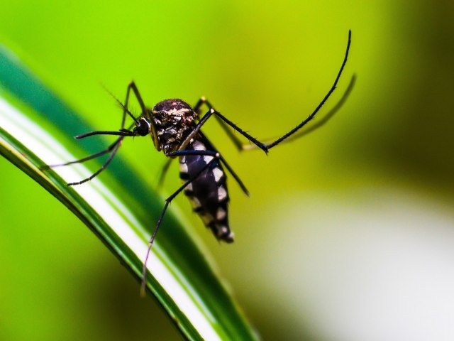 Brasil bate recorde de mortes por dengue