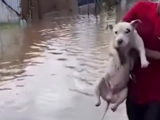 Animais traumatizados no Rio Grande do Sul 