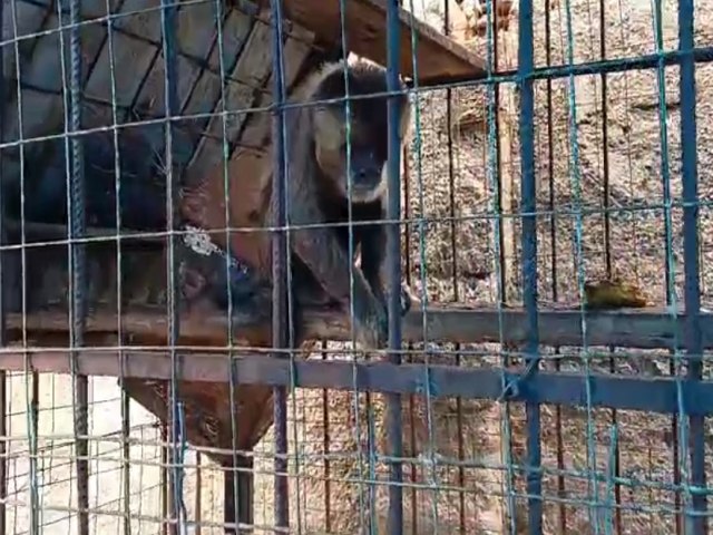 Macaco prego  resgatado em ao de combate aos crimes ambientais em Sertnia