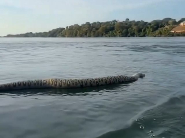 Cobra gigante  flagrada em lago na regio central do Tocantins