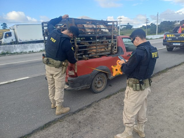 PRF flagra transporte irregular de 37 caprinos em Vit�ria de Santo Ant�o