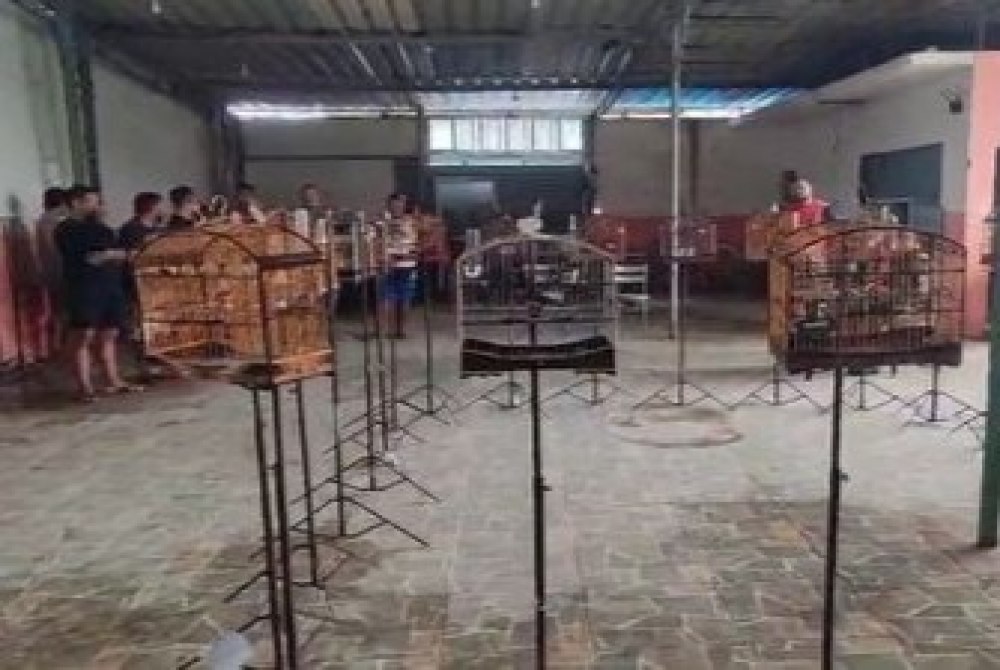 Batalh�o Ambiental Fecha Torneio Ilegal de Canto de P�ssaros e Det�m 16 Pessoas em Jaboat�o dos Guararapes