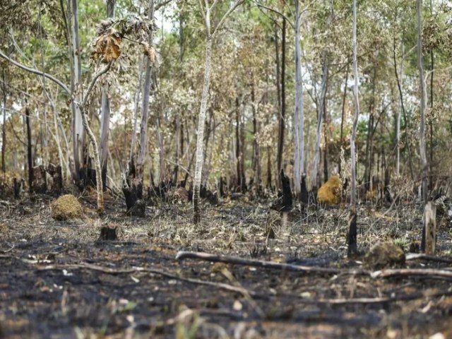 Fumaa de queimadas na Amaznia chega at o sul do Brasil; entenda como