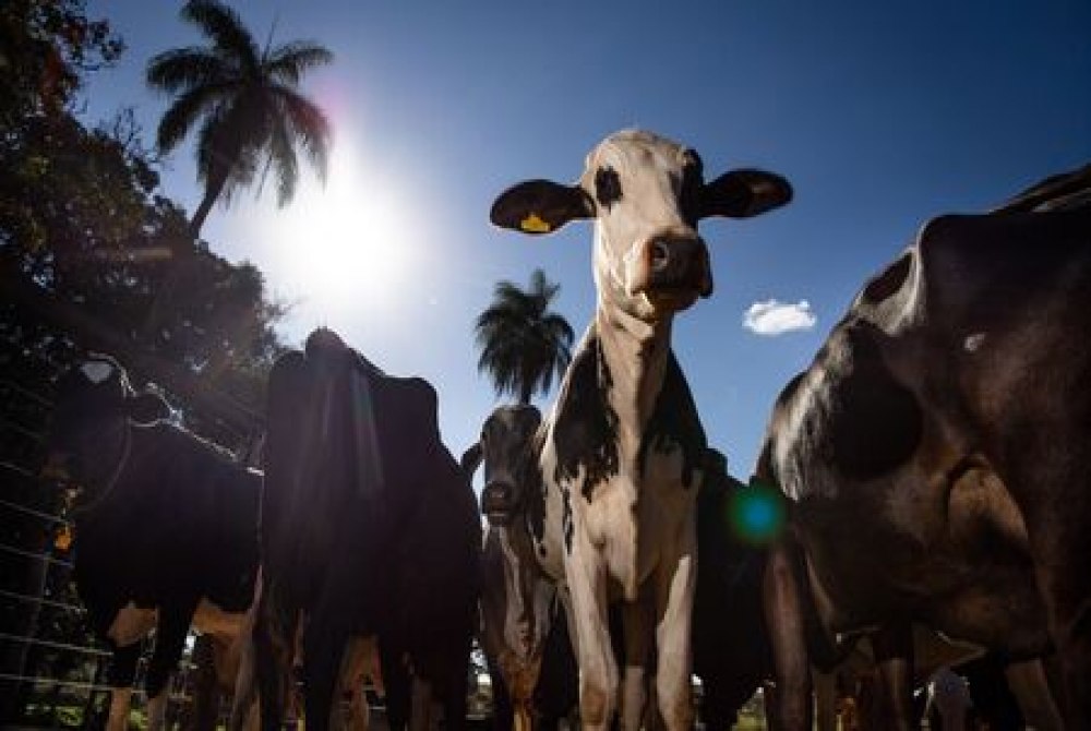 Uni�o Europeia Oficializa Veto a Carnes e Outras Prote�nas do Brasil por Exig�ncias Sanit�rias