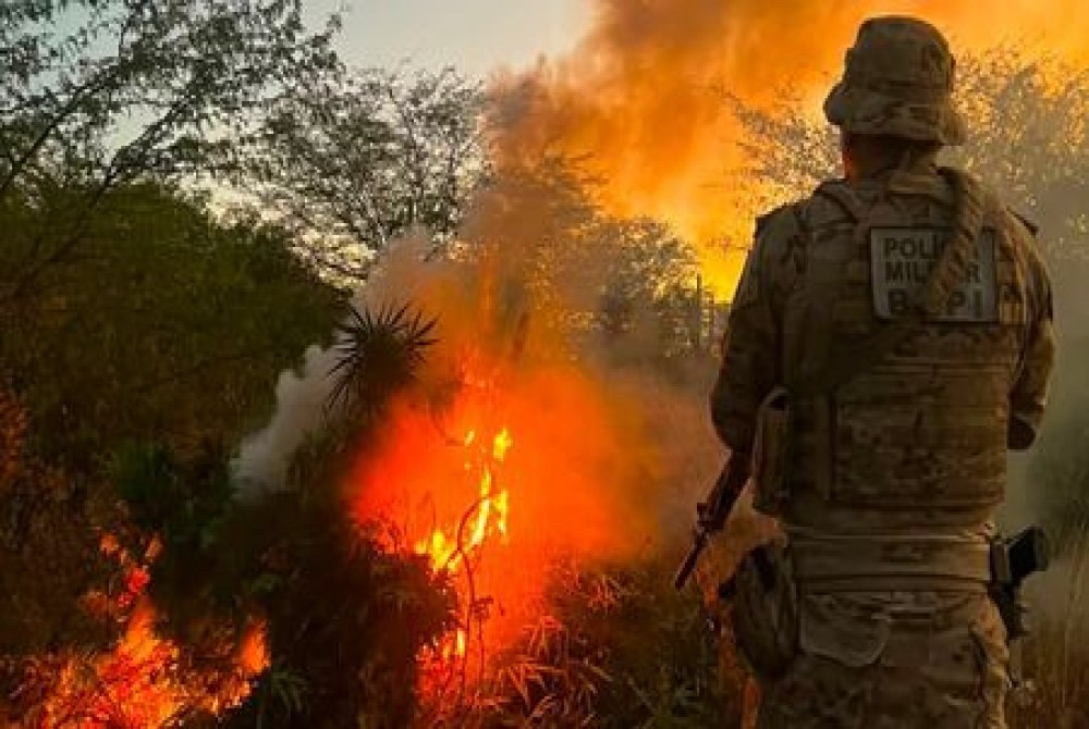 Opera��o Policial Erradica Mais de 56 Mil P�s de Maconha na Zona Rural de Cabrob�