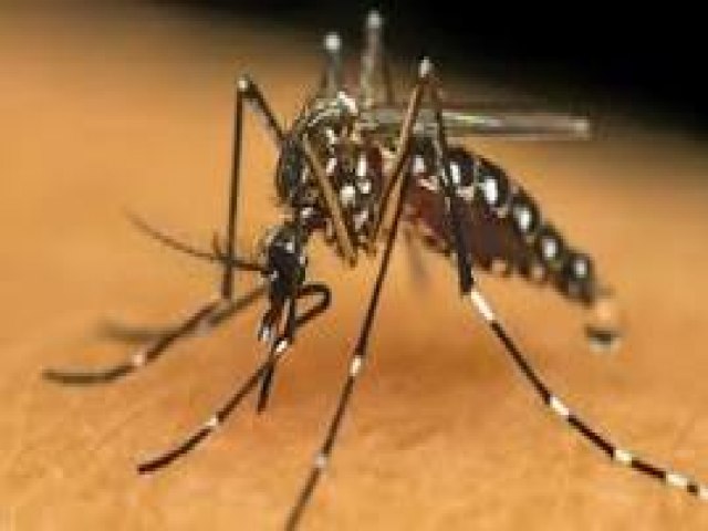 Brasil chega a 62 mortes e 408 mil casos provveis de dengue