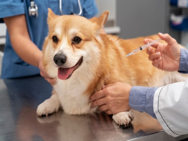 Quando devo iniciar o protocolo vacinal do meu pet?