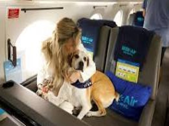 Governo define novas regras para aumentar segurana no transporte de pets na aviao