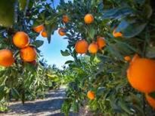 Tarifa�o pode impactar vendas de suco de laranja, caf�, carne e frutas