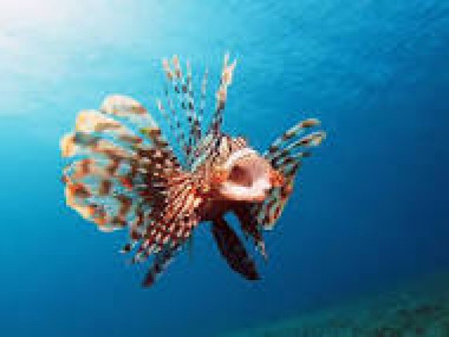 Professor da Ufal capacita mergulhadores em Noronha para manejo com peixe-leão Professor da Ufal capacita mergulhadores em Noronha para manejo com peixe-leão
