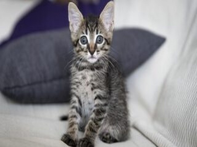Adotou um Gatinho Filhote? Confira os Cuidados Essenciais para os Primeiros Meses de Vida