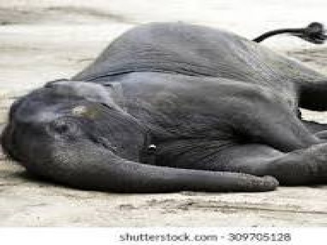 Elefante faminto morre eletrocutado ap�s ser for�ado a deixar floresta em busca de comida