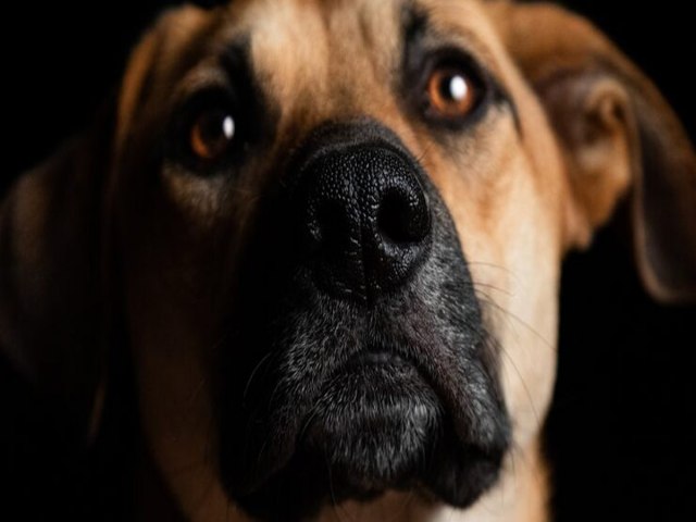 Zoonoses: cuidar do seu pet tamb�m � cuidar da sa�de da sua fam�lia