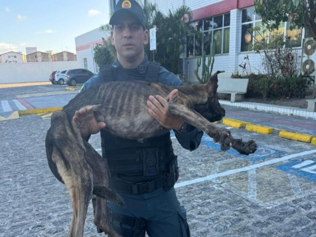 Polcia Militar resgata animal que estava preso em uma galeria de esgoto em Nossa Senhora do Socorro