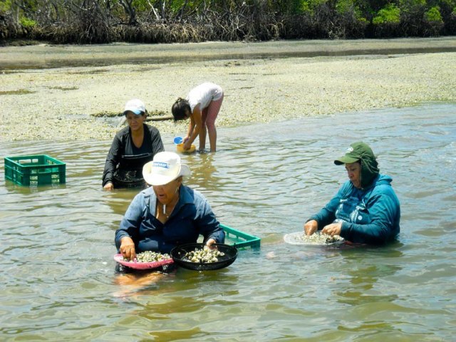 Marisqueiras da Mussuca tiram o sustento no mangue