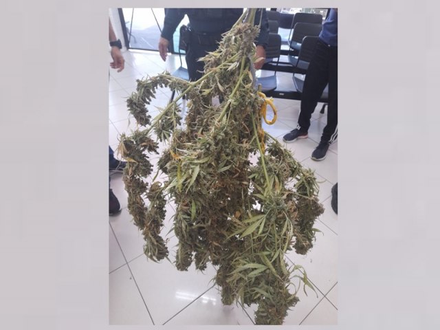 Polcia Militar apreende p de maconha enquanto atendia denncia de violncia domstica na Zona Sul da capital