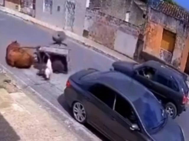 Cavalo desmaia ao puxar carro em Malhador e caso  investigado como maus-tratos