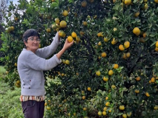 Productor destaca impacto de Hambre Cero en familias rurales tras entrega de 30.700 mandarinas