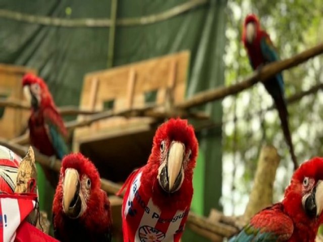 La ilusi�n mundialista llega a todos: Carpinchos y guacamayos se ponen la Albirroja